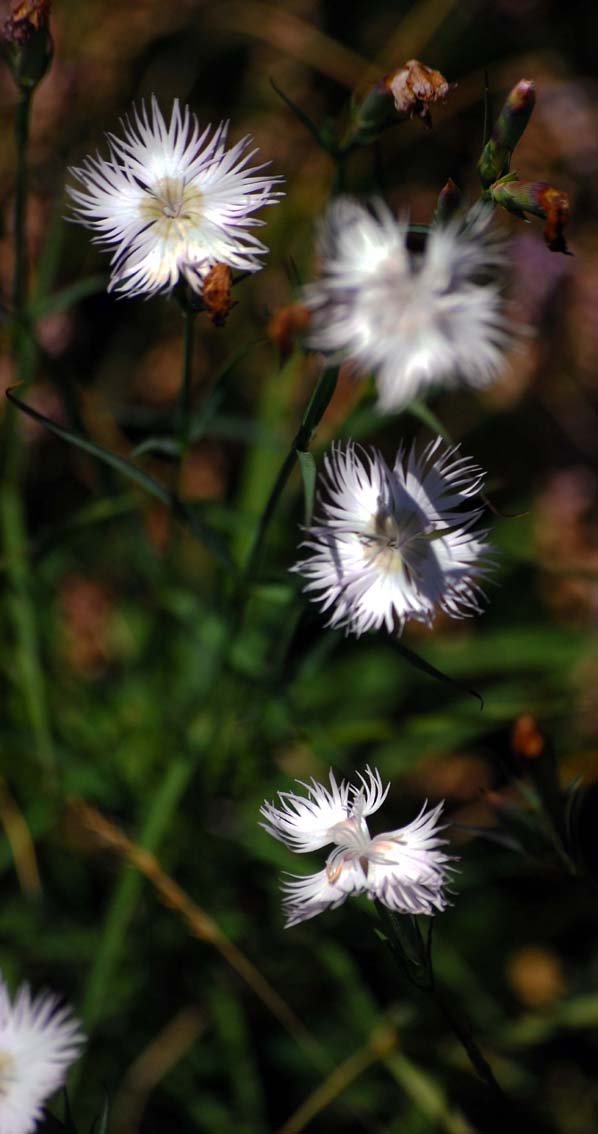 sempre da Campocecina Dianthus monspessulanus